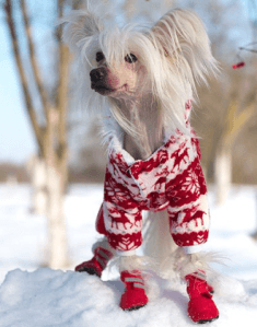 Теплая одежда для китайской хохлатой собаки