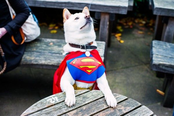 Песик-герой: Костюм супермена для собаки