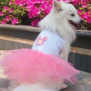 Одежда для собак-девочек - модно и практично!