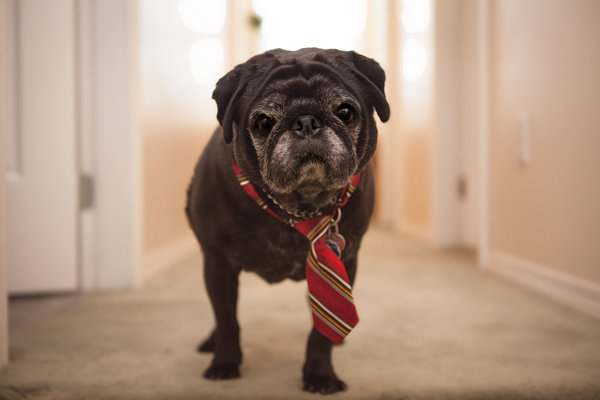 Огромный ассортимент галстуков для собак 