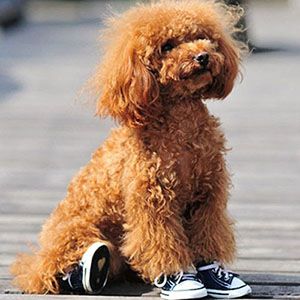 Стильная обувь для собак маленьких пород
