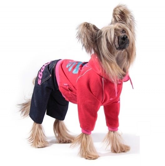 Практичная одежда для китайской хохлатой собаки