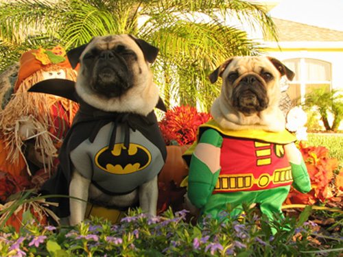 Реалистичный костюм супергероя для собаки в интернет-магазине товаров для собак "Офелия"